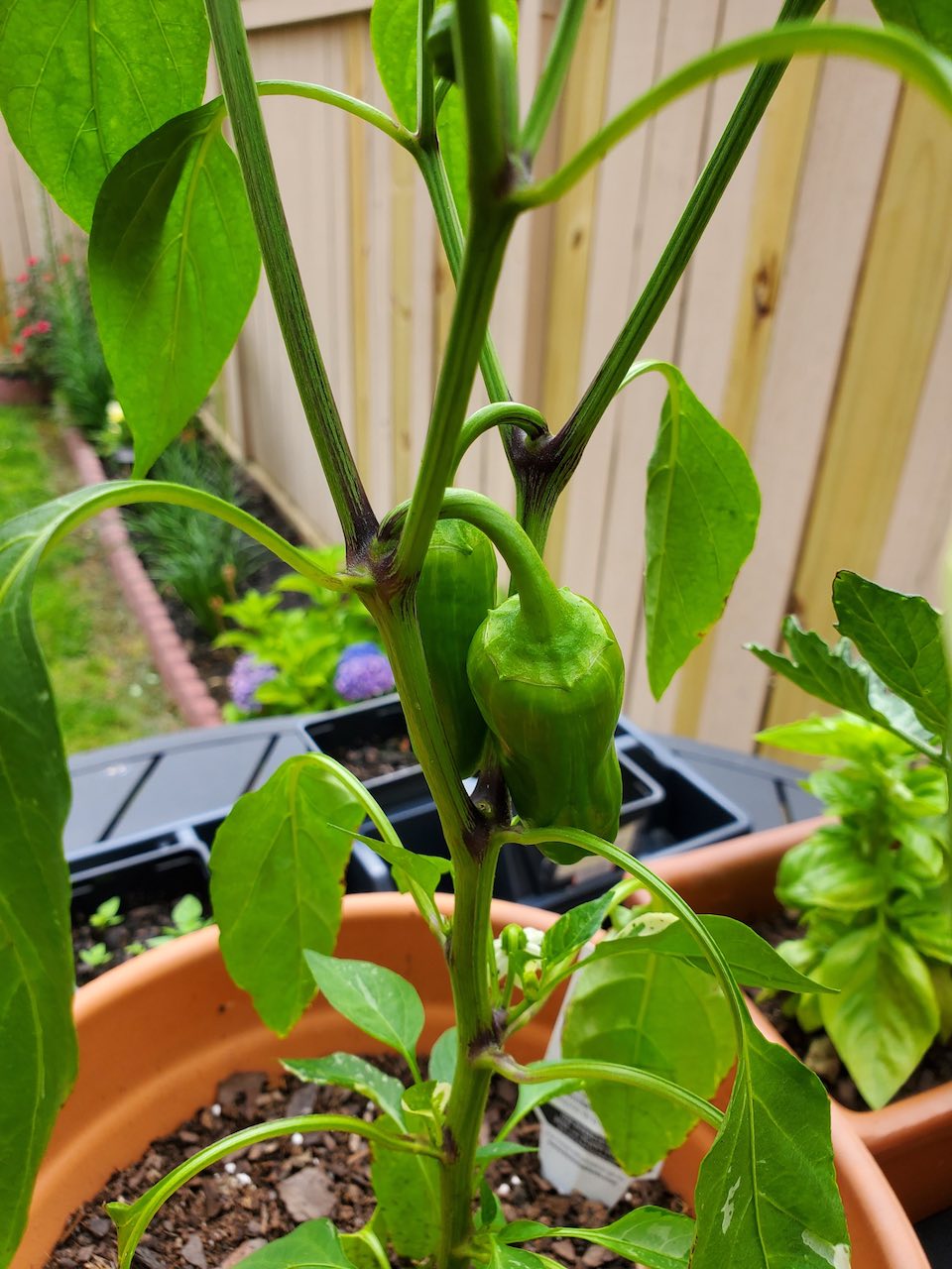 Peppers